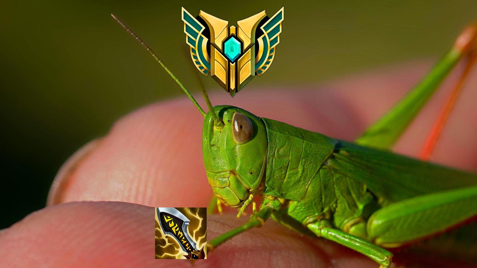 Riot pozval kobylku do oficiálního vysílání, je zatím zcela přesná